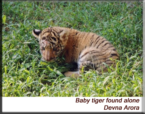 Devna Arora - Orphaned baby tiger